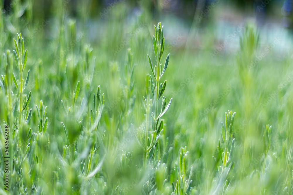 natural background of green field with blur
natural background of green field with blur