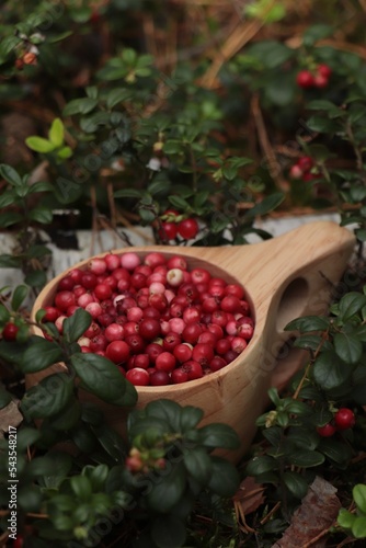 Many ripe lingonberries in wooden cup outdoors