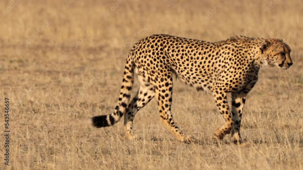 Cheetah hunting for a prey in the Kgalagadi Transfrontier Park, South Africa Cheetah hunting for a prey in the Kgalagadi Transfrontier Park, South Africa