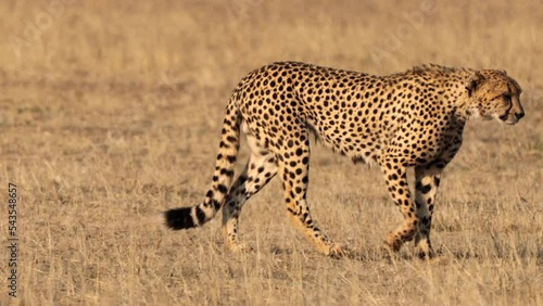 Cheetah hunting for a prey in the Kgalagadi Transfrontier Park, South Africa