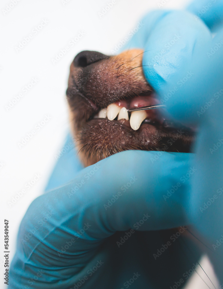 Floss dog store teeth