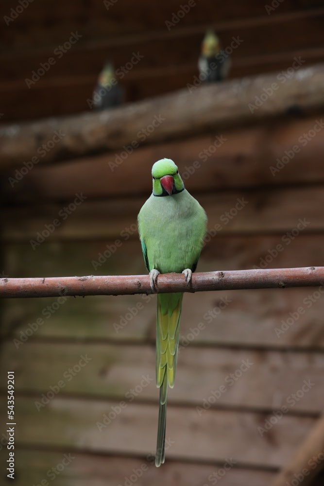 Beautiful parrot sitting on branch in zoological garden StockFoto