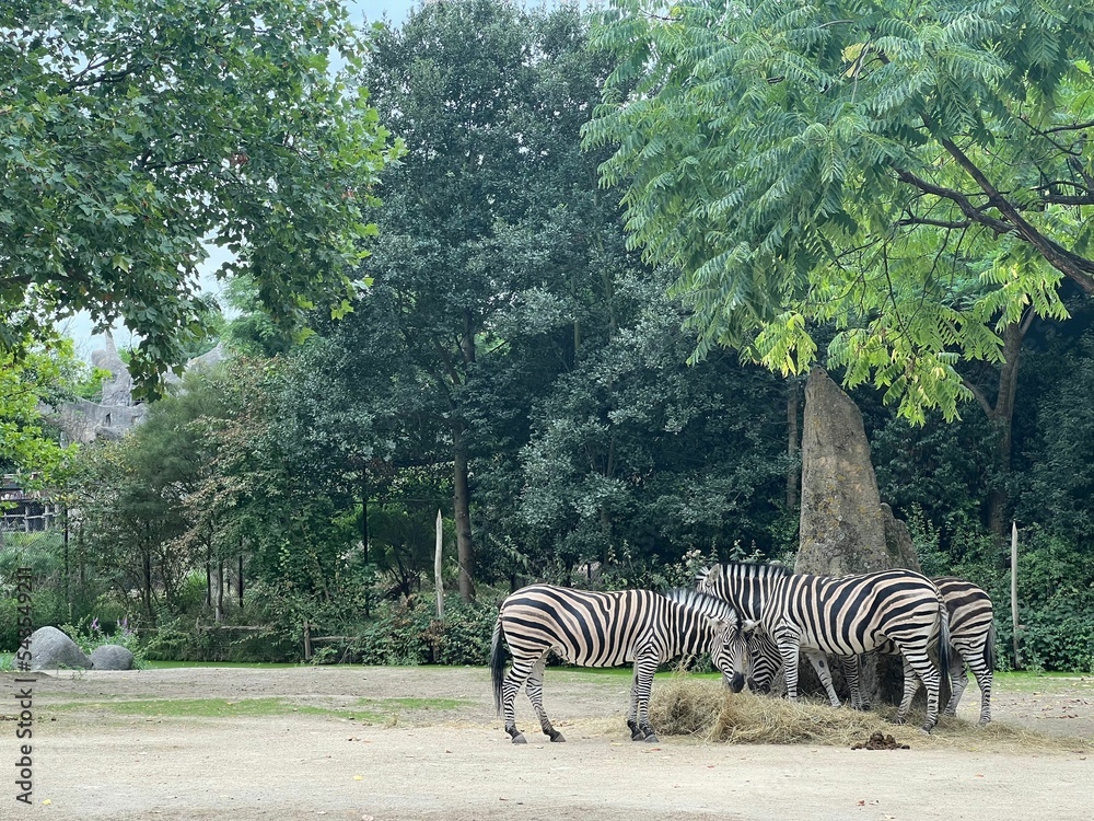 Beautiful striped African zebras in zoo enclosure - obrazy, fototapety, plakaty 