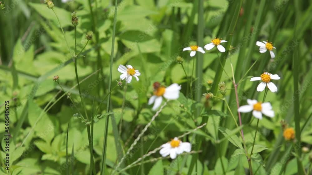 Honey wasp, honey bee, Black Wasp, Little wasp, little bee sucking nectar on white grass flower blooming in daytime