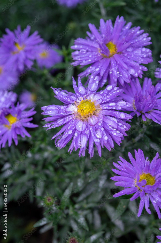 Blossom of blue autumn asters flowers in rainy garden in October Blossom of blue autumn asters flowers in rainy garden in October