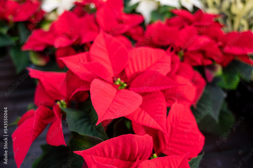 Christmas star red and white poinsettia flowers, Christmas decoration close up