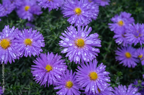 Blossom of blue autumn asters flowers in rainy garden in October