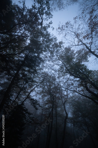 forest at night