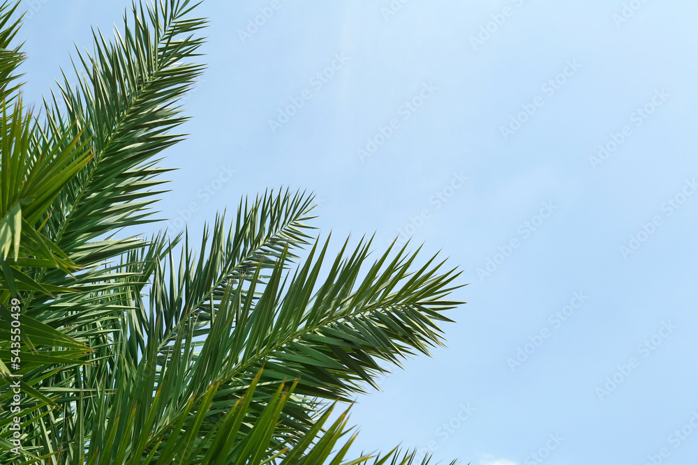 Beautiful palm with green leaves against blue sky, space for text Beautiful palm with green leaves against blue sky, space for text