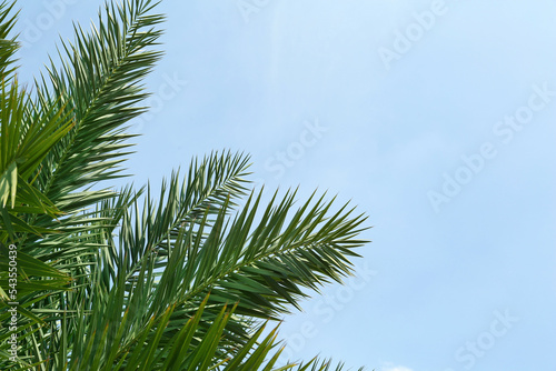 Beautiful palm with green leaves against blue sky, space for text © New Africa