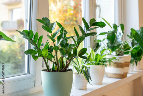 Zamioculcas with green leaves. Home plants  indoor garden  urban jungles. Home plant in the window