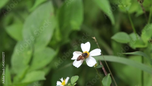 Honey wasp, honey bee, Black Wasp, Little wasp, little bee sucking nectar on white grass flower blooming in daytime photo