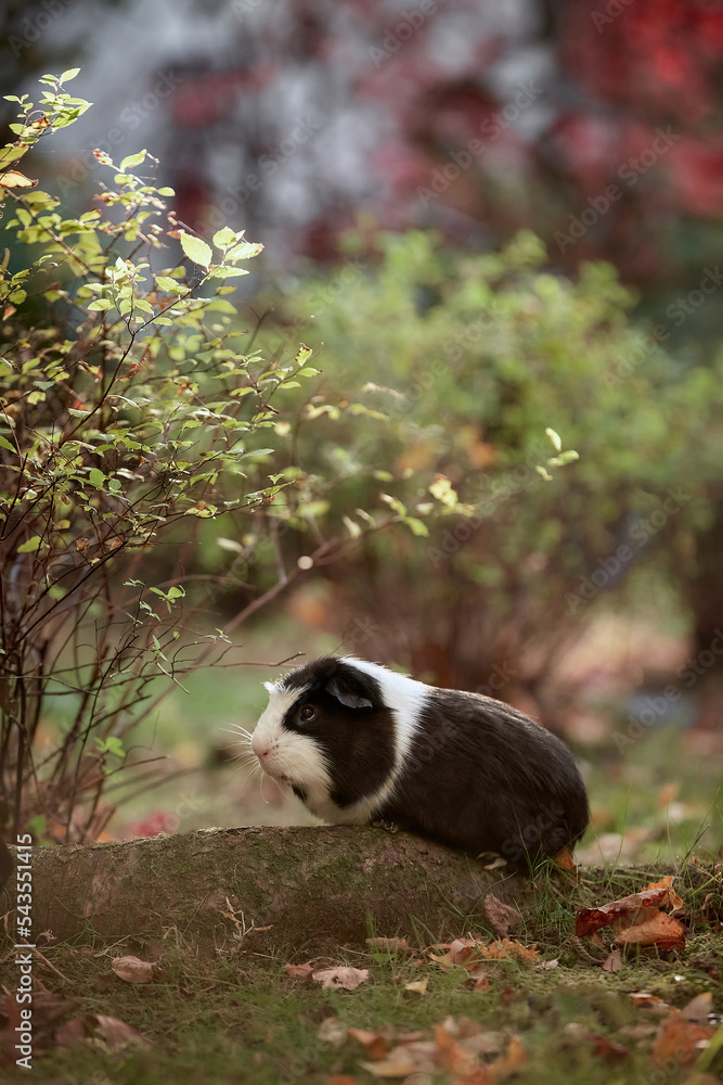 Two Cute Guinea pigs sitting in autumn foliage colorful leaves outdoors enjoying sunset Two Cute Guinea pigs sitting in autumn foliage colorful leaves outdoors enjoying sunset