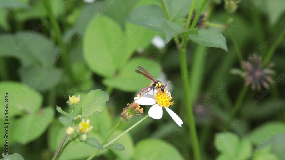 Wasp yellow black long tail looking for nectar that is still left in the flower Wasp yellow black long tail looking for nectar that is still left in the flower