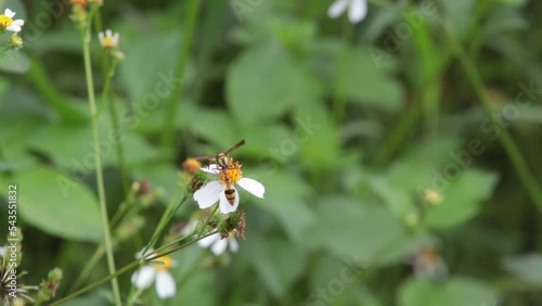 Honey wasp, honey bee, Black Wasp, Little wasp, little bee sucking nectar on white grass flower blooming in daytime photo