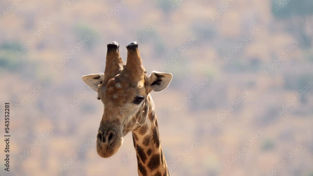 Giraffe eating the leaves of the bushes in the Kruger National Park, South Africa Giraffe eating the leaves of the bushes in the Kruger National Park, South Africa