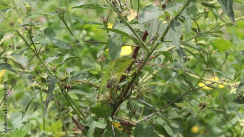 A Chameleon, green lizard, Calotes, bengkarung, Bronchocela Sp, Chamaeleonidae equate the color of their body skin with the green color of the leaves which is almost no different photo