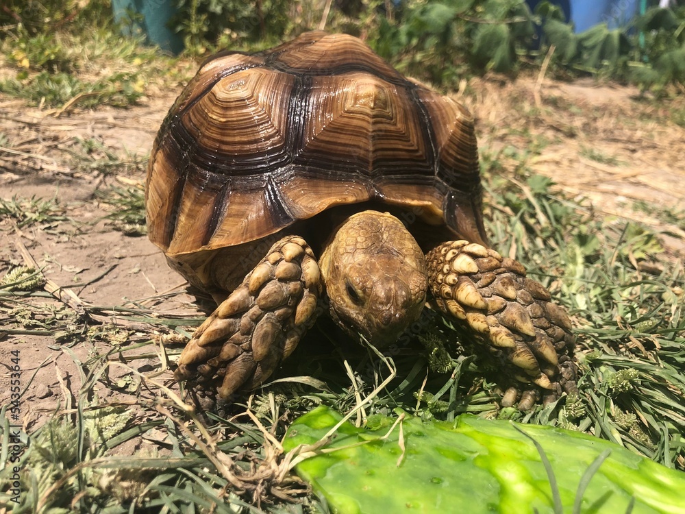 Naklejka premium Beautiful sulcata tortoise from africa