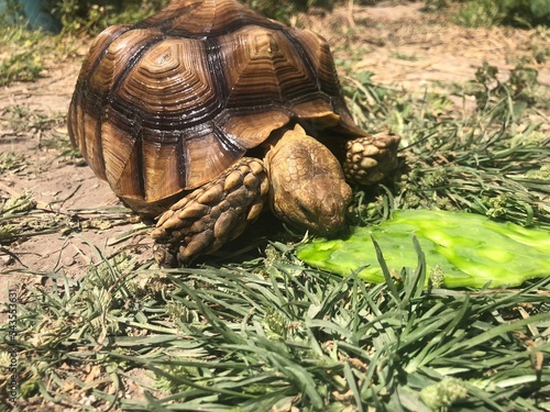 Beautiful sulcata tortoise from africa