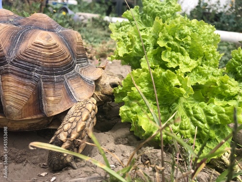 Beautiful sulcata tortoise from africa