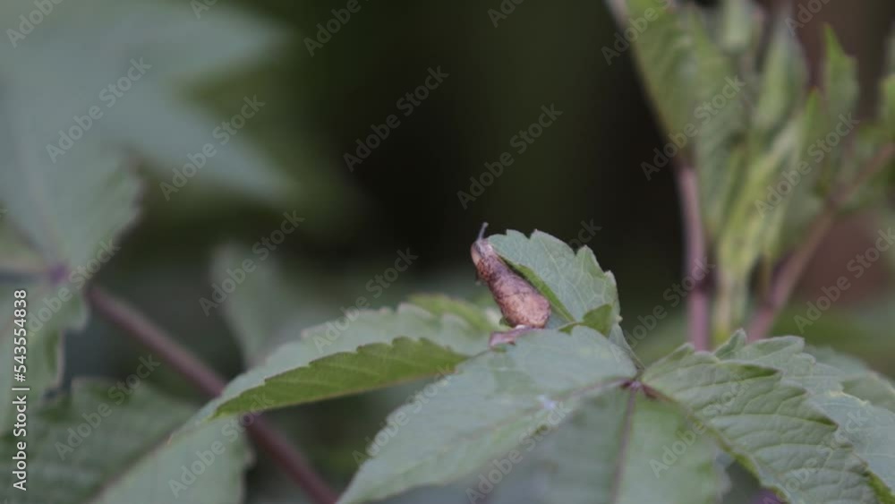 Snails without shells walk among the leaves Snails without shells walk among the leaves