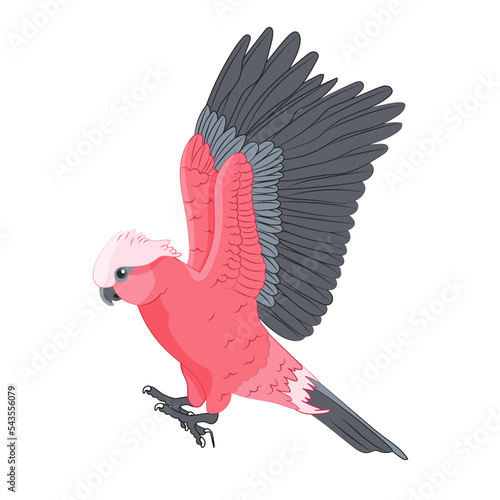 Isolated Baby Pink Cockatoo Flying