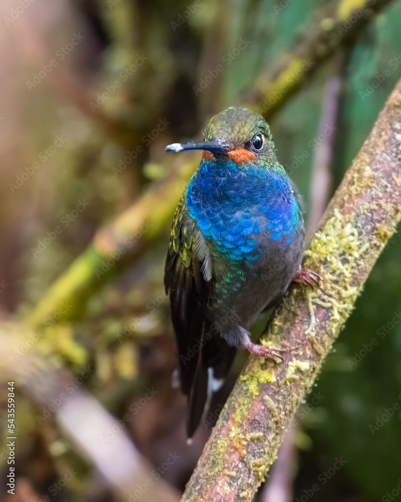White tailed hillstar (Urochroa bougueri). Beautiful hummingbird perched on a mossy branch in the Choco forest.