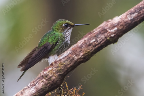 Booted racket tail (Ocreatus underwoodii). Small female hummingbird resting on branch