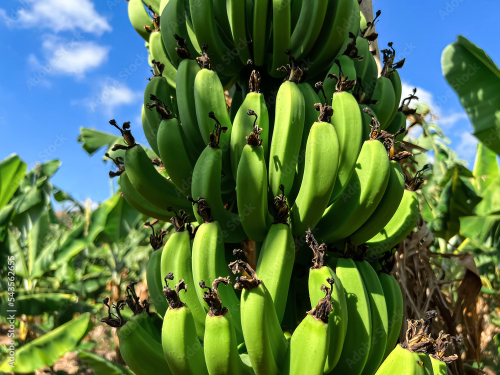 Bunch of bananas on palm tree, closeup Bunch of bananas on palm tree, closeup