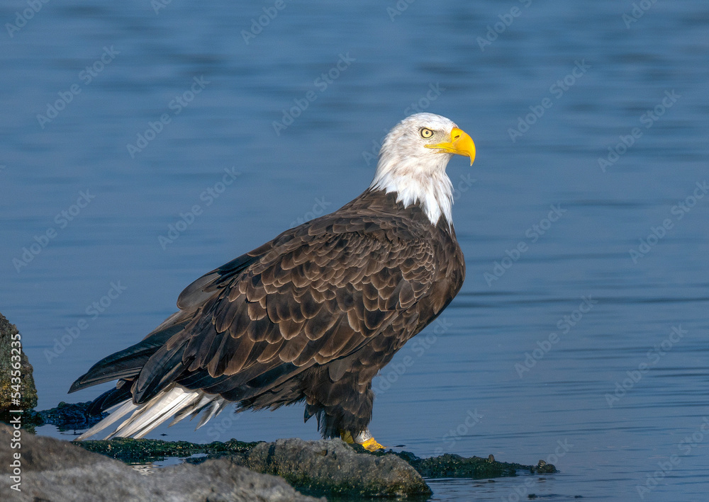 Fototapeta premium american bald eagle