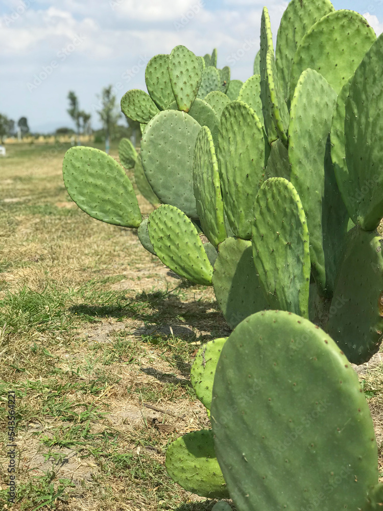 Nopal México Nopal México