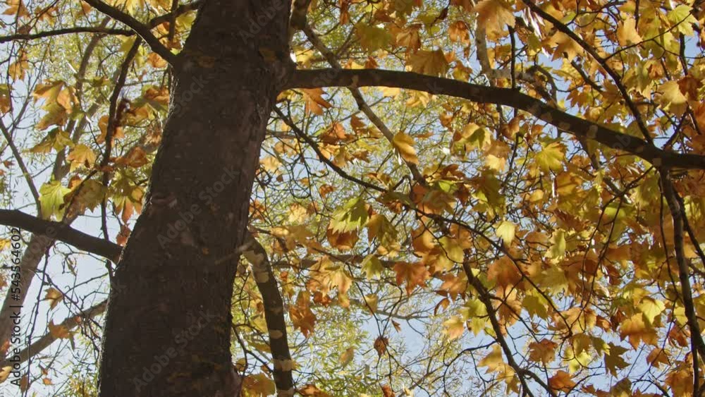 Autumn Branch with Yellow Leaves on the Tree Overhanging the Lake Footage. Autumn Branch with Yellow Leaves on the Tree Overhanging the Lake Footage.