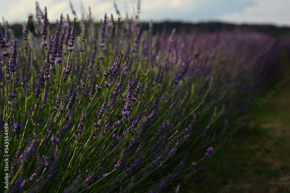 Fototapeta premium Beautiful blooming lavender plants growing in field, closeup. Space for text