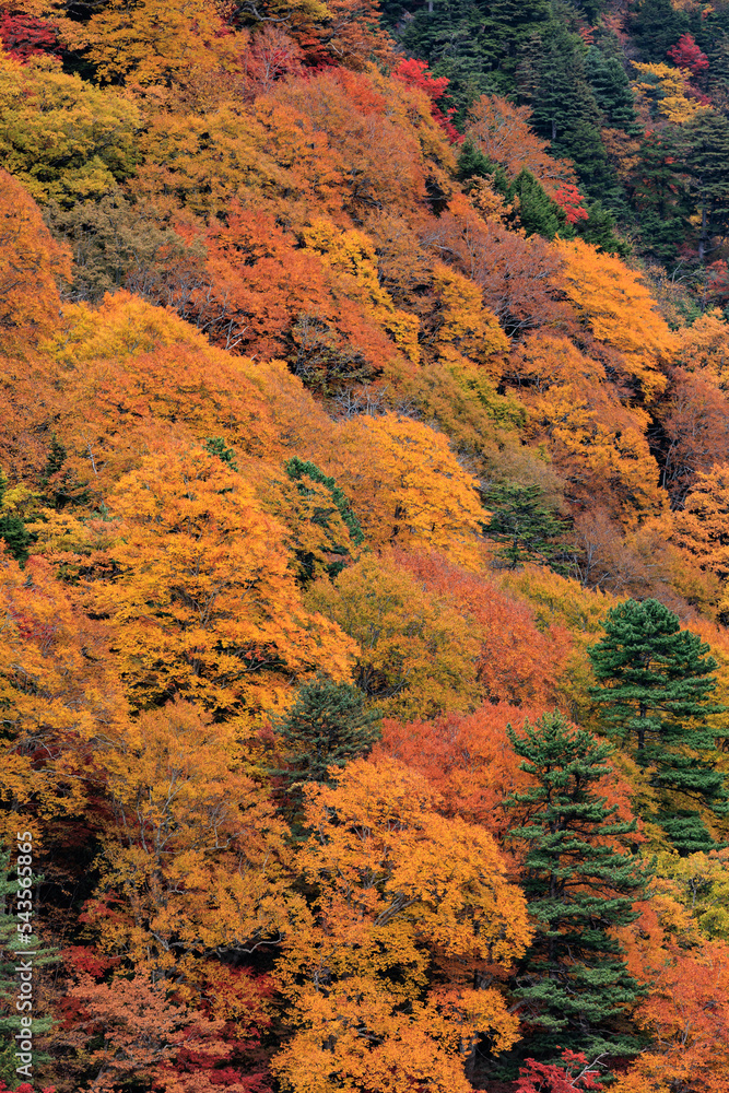秋になると山は緑一色からカラフルに紅葉します