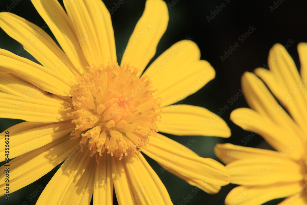 yellow daisy in dark background, the nature concept image yellow daisy in dark background, the nature concept image