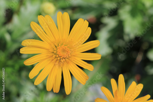 yellow daisy in dark background  the nature concept image