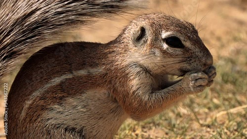 Close up of a Xeri, the ground squirrel, searching for food in the Kgalagadi Transfrontier Park, South Africa photo