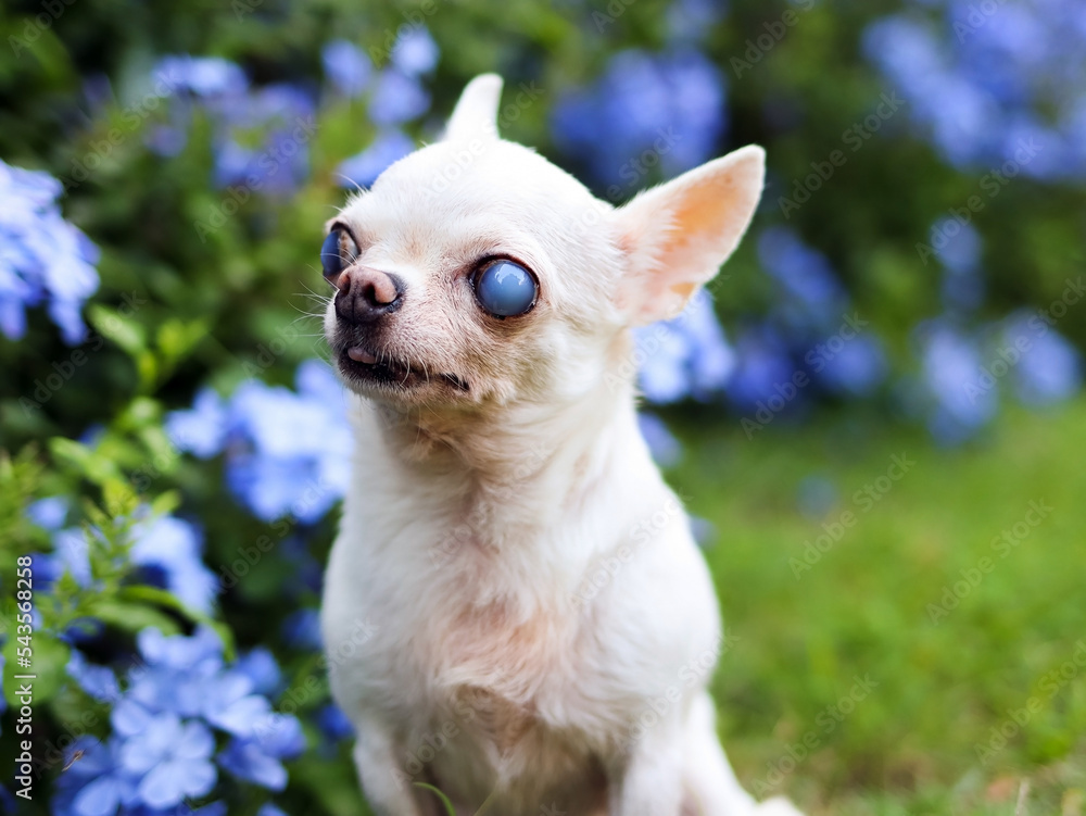 old  chihuahua dog with blind eyes sitting in the garden with purple flowers.