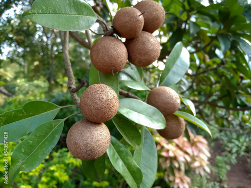 Chiku fruits tree in agriculture  photo