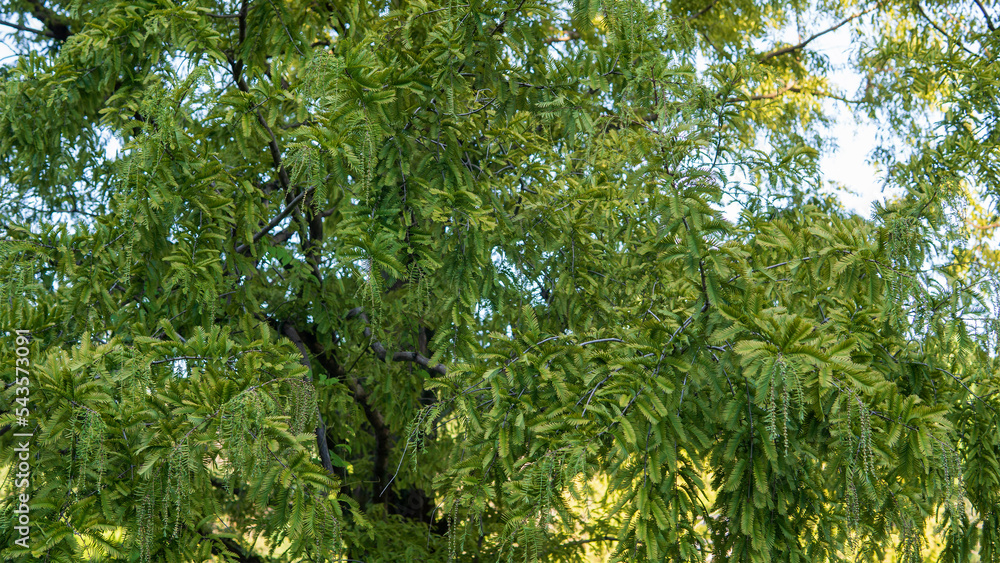 Fototapeta premium 蕾が付いた雄花序が下がるメタセコイア(Metasequoia glyptostroboides)の枝