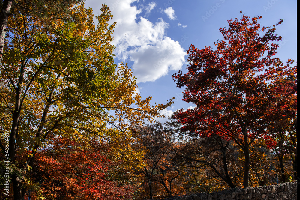 The beautiful autumn color landscape,stream,mountain,valley,
The beautiful autumn color landscape,stream,mountain,valley,