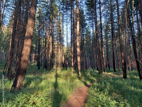 Beautiful forest in the Methow Valley, Washington, USA photo