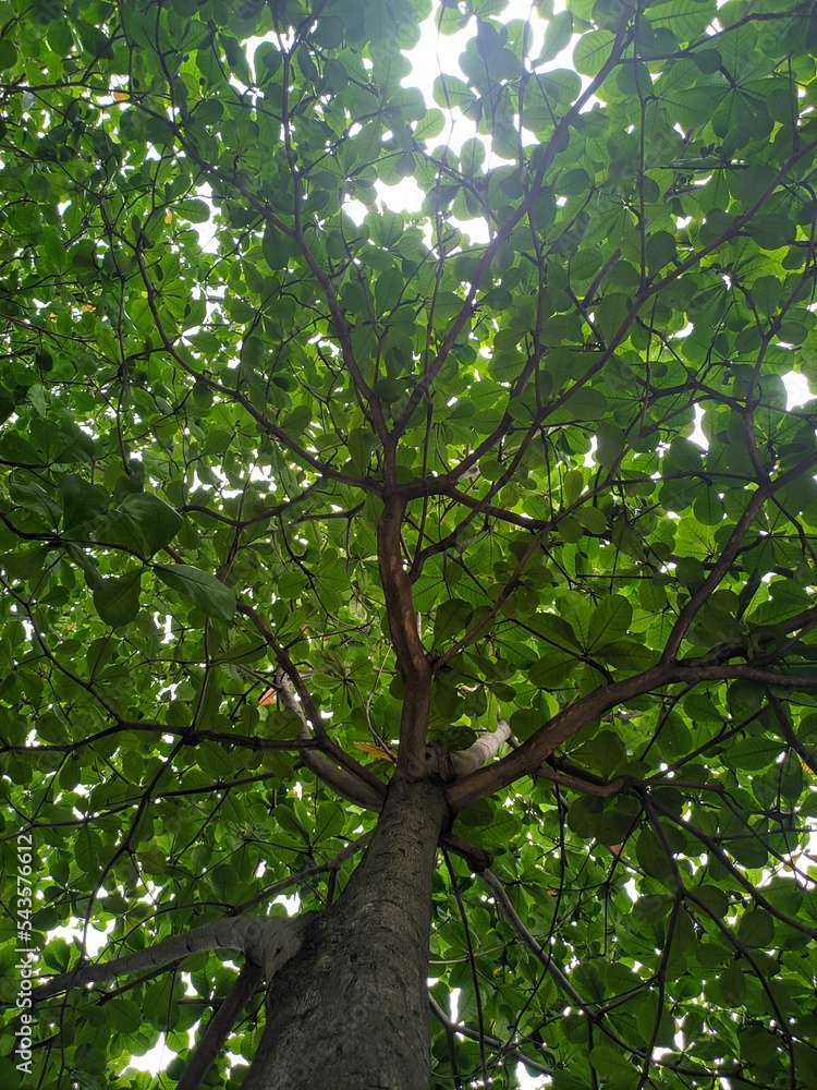 photography of The terminalia catappa ketapang tree is an angiosperm plant and is widely planted in industrial or residential areas. photography of The terminalia catappa ketapang tree is an angiosperm plant and is widely planted in industrial or residential areas.