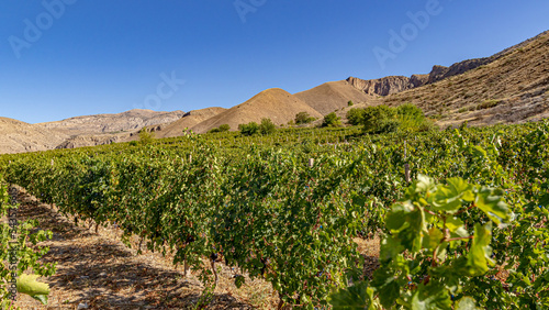 Green vineyards in early autumn surrounded by mountains under a bright blue sky