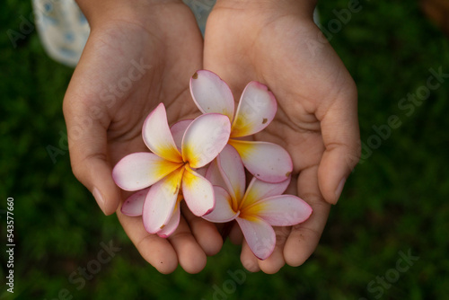 close up cropped hands holding frangipani flower