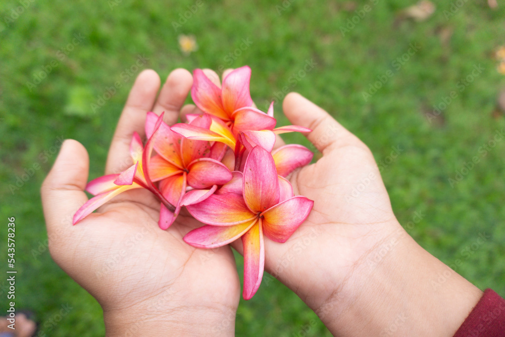 close up cropped hands holding frangipani flower close up cropped hands holding frangipani flower