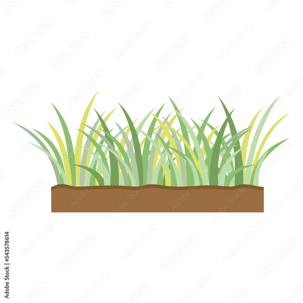 Small green grass fresh on ground white background vector Small green grass fresh on ground white background vector