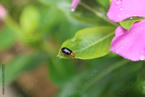 Bug/insect in a leaf