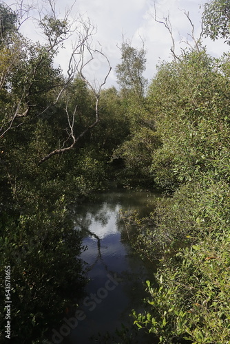 dense mangrove forest of sundarban, world largest mangroves and unescon world heritage site located south of west bengal in india