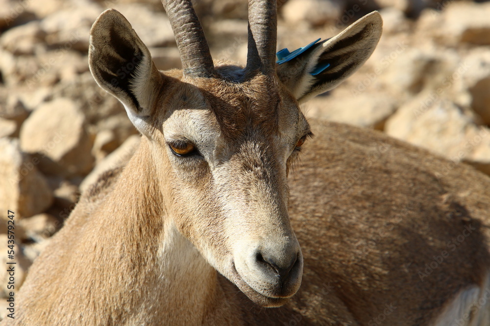 Wild mountain goats in southern Israel.